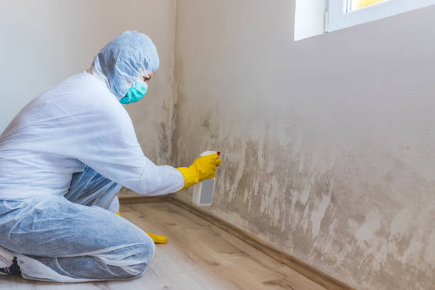 Licensed Mold Inspection service in Nottingham, PA - WQB Mold Removal