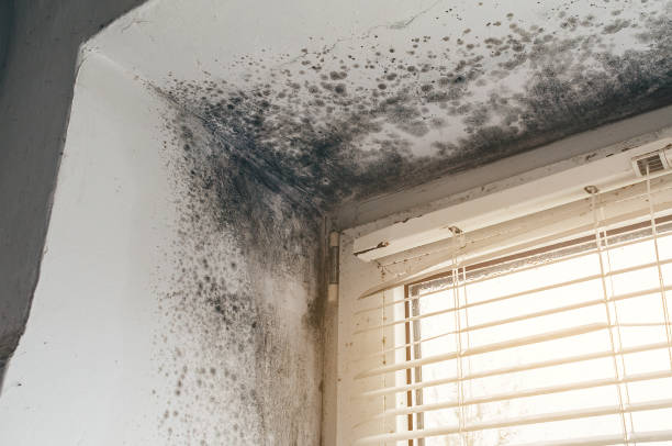 Affordable Mold Inspection solutions in Nottingham, PA